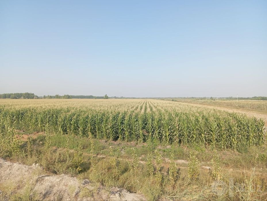 Silos abyom juda kotta