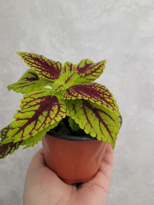 Продам цветок колеус