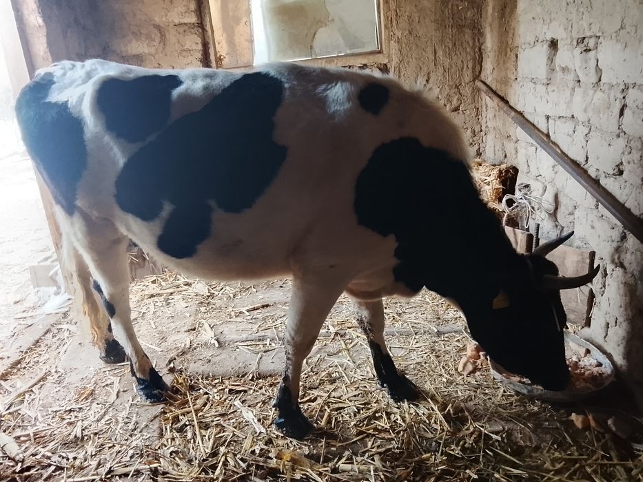 Сиыр Айша Биби ауылында тур