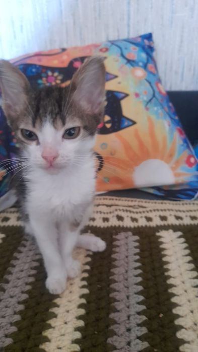 Отдам котят бесплатно
