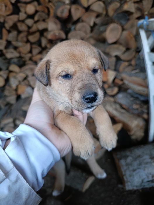 DONEZ Căței talie mică