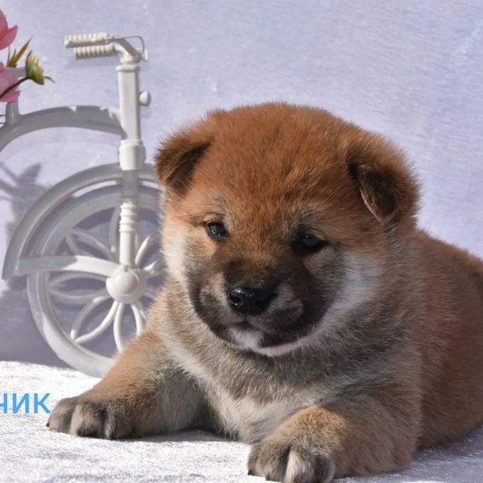 Щенки сиба ину мальчик и девочка