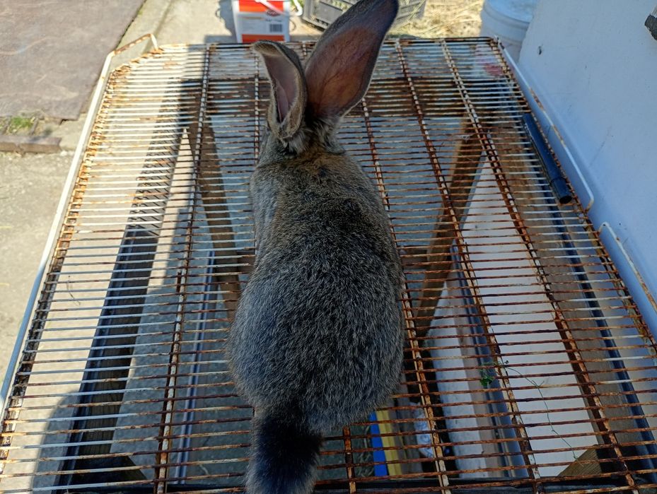 Продавам белгийски великан