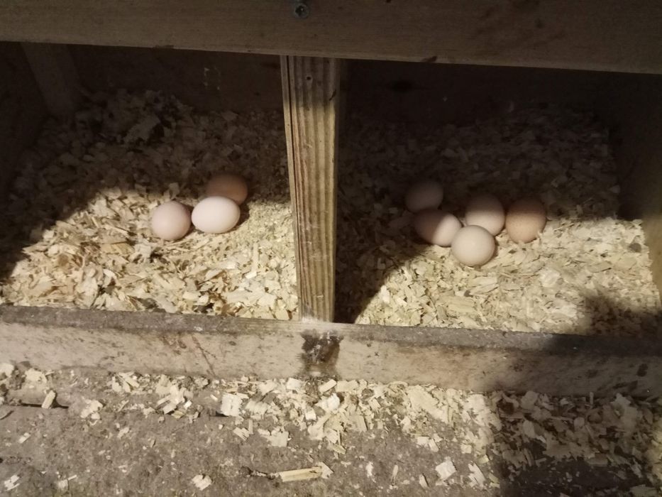 Яйцо куринное домашнее