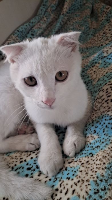 Породистый котик. В очень добрые ручки