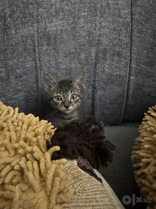 Котята маленькие домашние