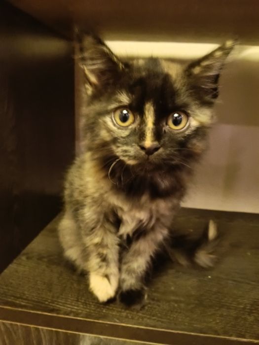 Котёнок девочка 2,5 месяца.