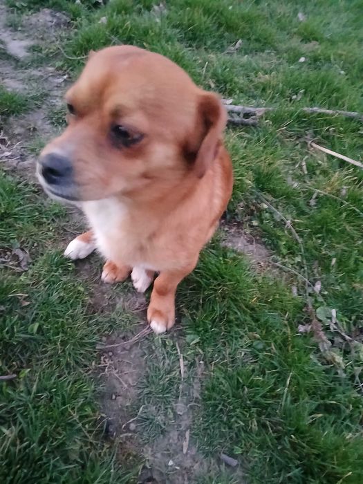 Подарявам мъжко куче