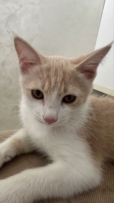 Отдам бесплатно кота в добрые руки