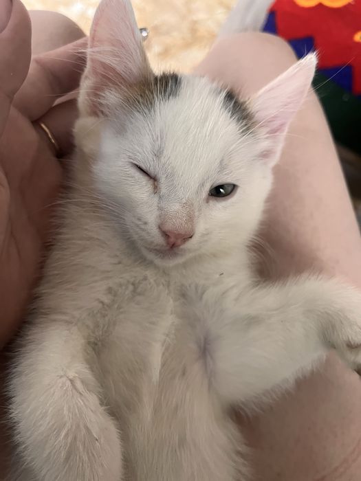 Отдам бесплатно котят!