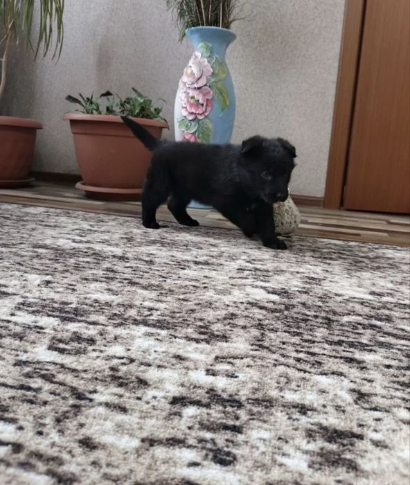 Продается щенок немецкой овчарки.