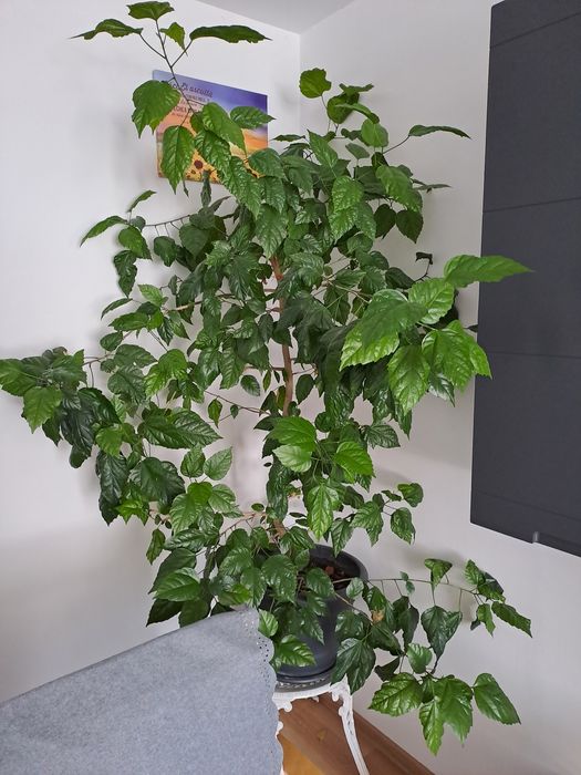 Flori vânzare (ficus  trandafir japonez cu floare roșie,lămâi