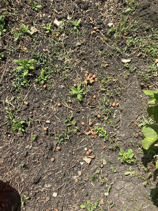 Alune de padure soiuri italienesti