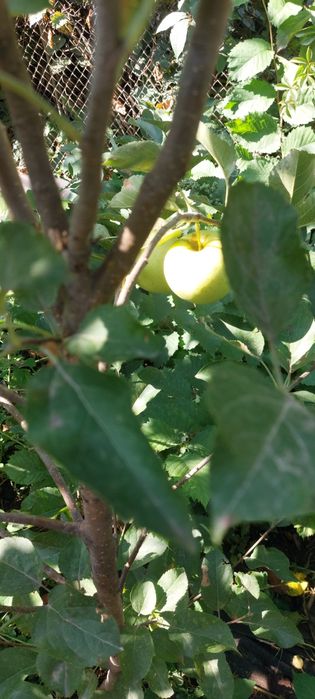 Саженцы яблони смородины дуб малина