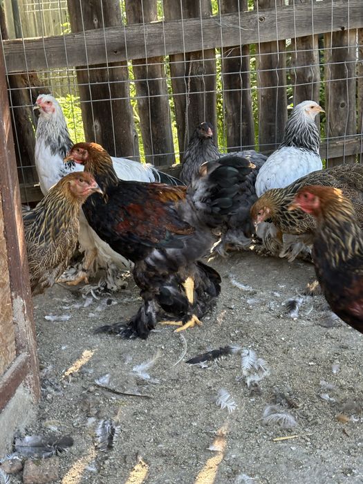 Disponibili cocosi brahma tineret