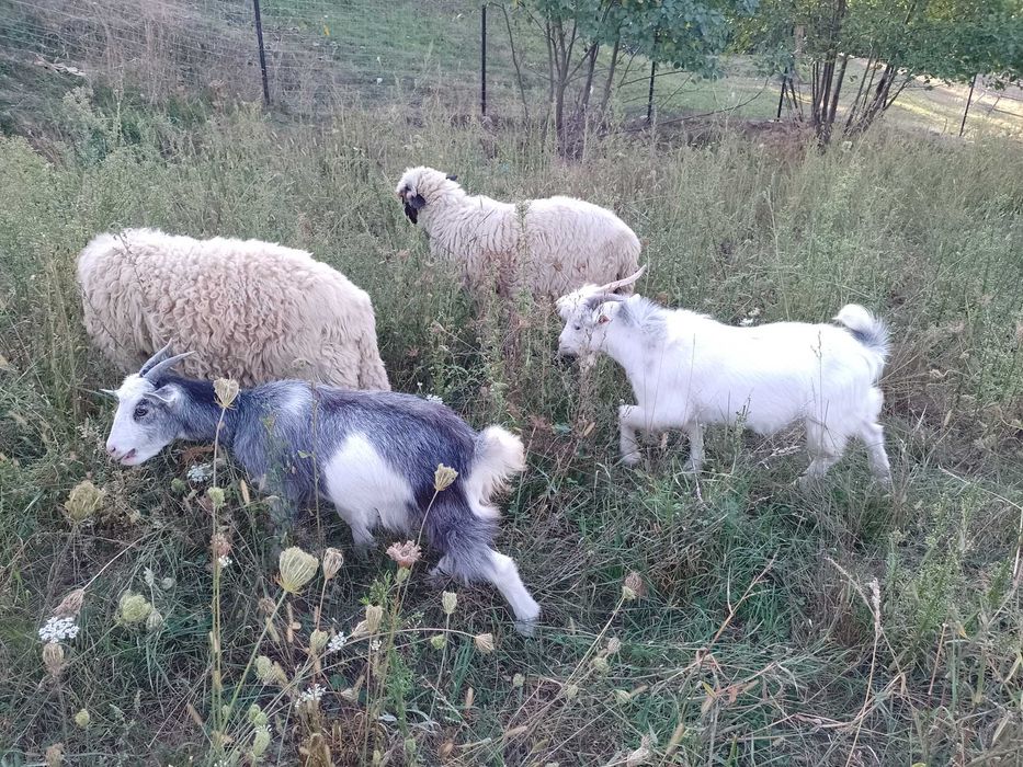 de vanzare un tap si o iada