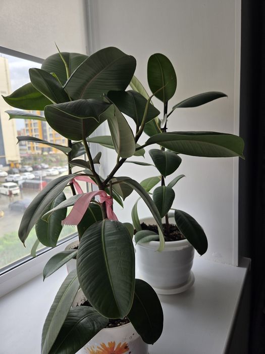 Комнатные цветы  Фикус