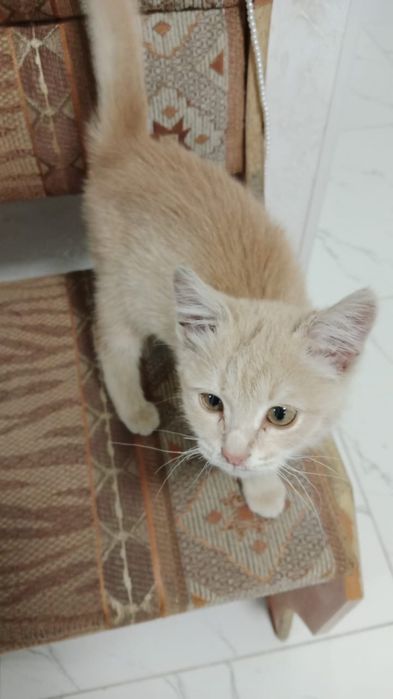 Котёнок маленький