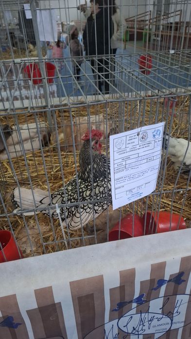 Oua sebright auriu, argintiu