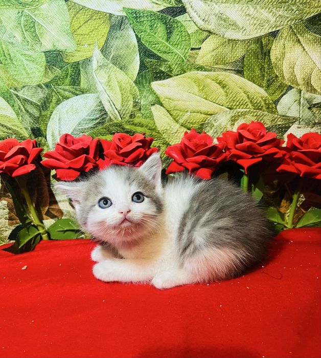 Котята британцы биколорные