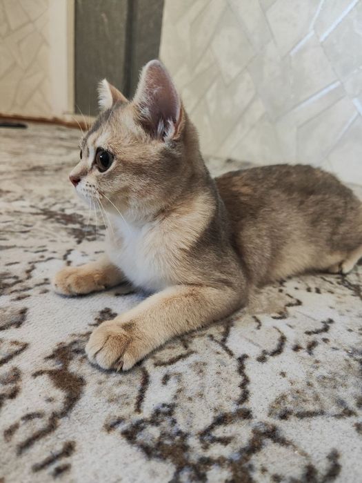 Шиншилла Британский