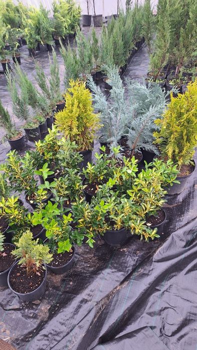 Лъжекипарис, бреза и др