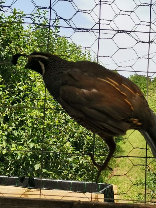 Prepelițe californiene masculi