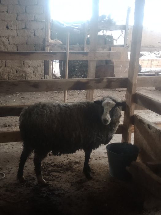 Саулык кои сатылады