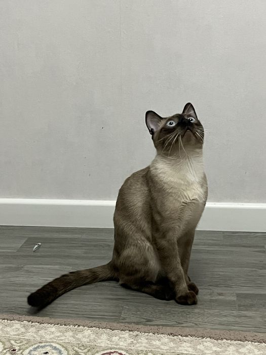 Отдам кота в добрые руки