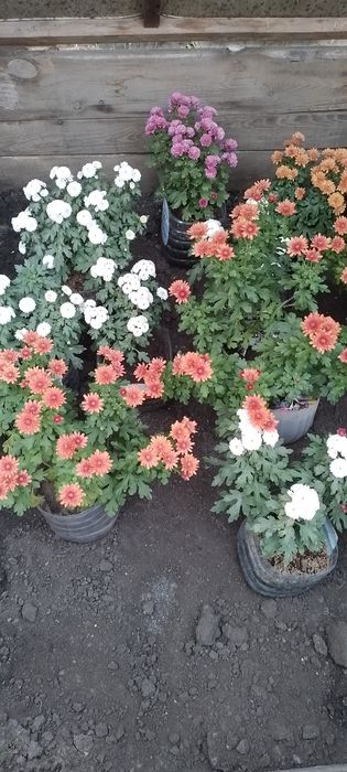 Хризантемы мультифлора