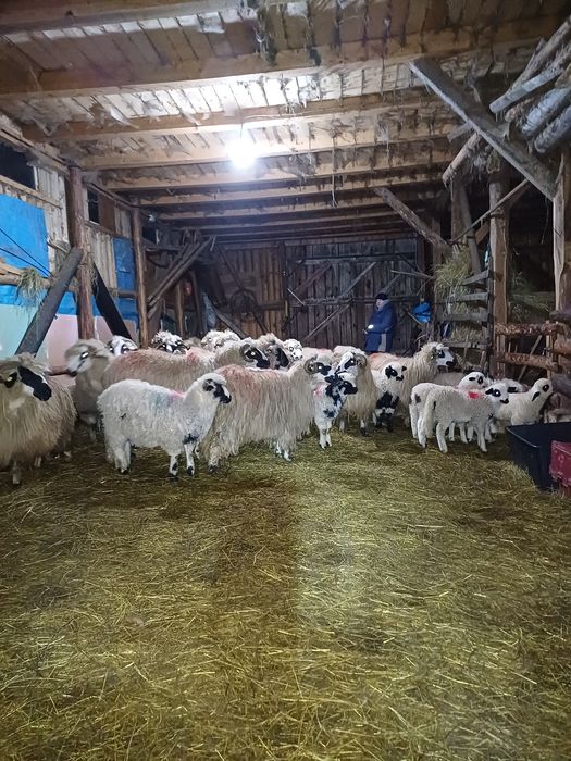 19 oi cu miei tinere și un berbec