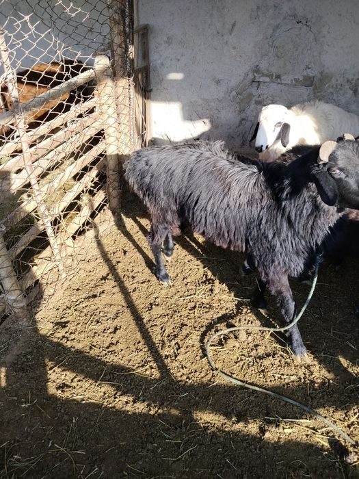 Qoʻchqor sotiladi narxi 6000. Milion