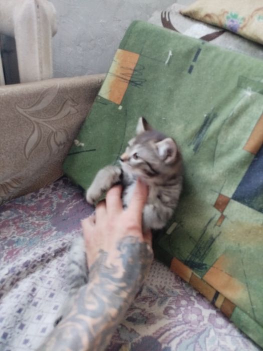 Отдам котят в хорошие руки