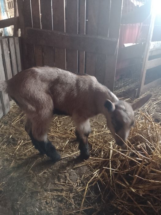 Iezi și țap alpin de vinzare