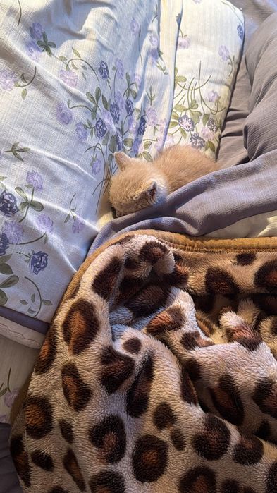 Отдам Котенка в добрые руки