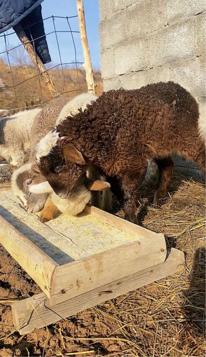 Козылар сатылады