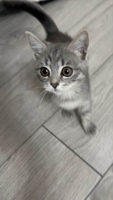 Отдам котика в добрый руки