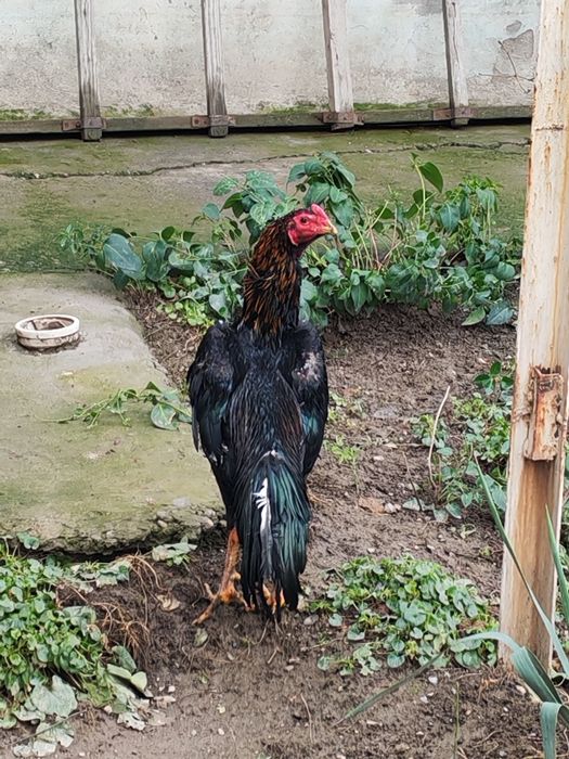 Дакан хуроз жангари