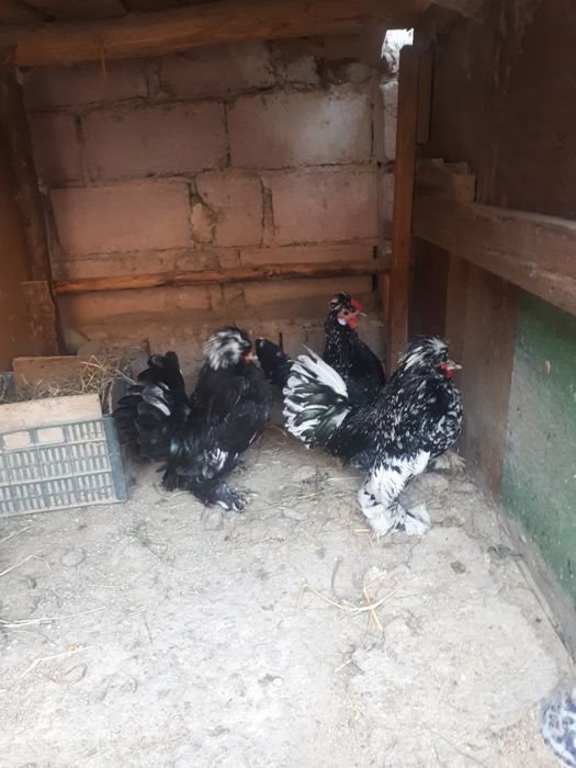 Yaponsky troyka xurozchalari