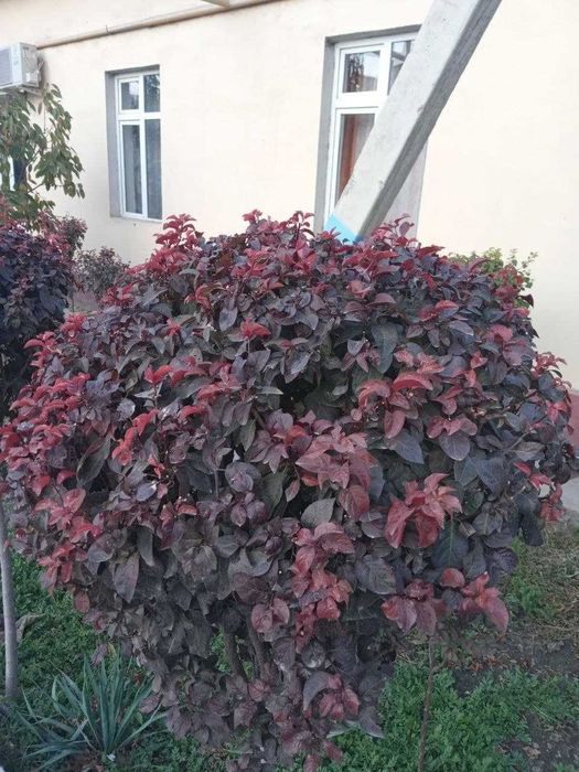 Ландшафтный дизайн, садовник газон арча ёлка  Уборка Благоустройство