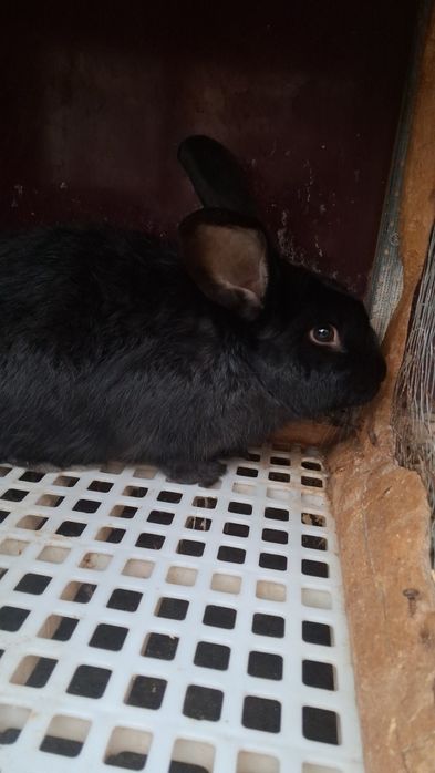 Erke Quyon Sotiladi 4 kilo