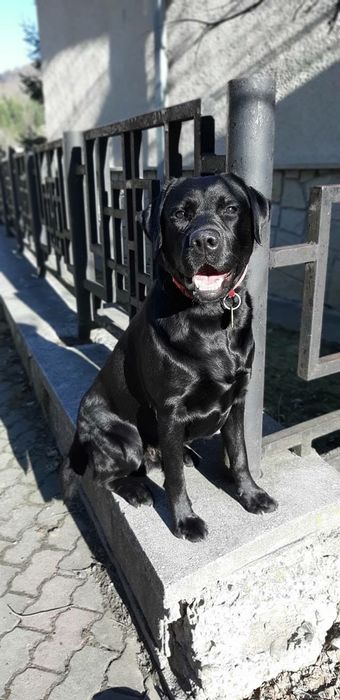 Лабрадор ретривър ТОП бебета