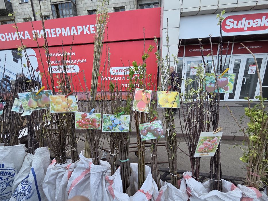 Рассада все виды.