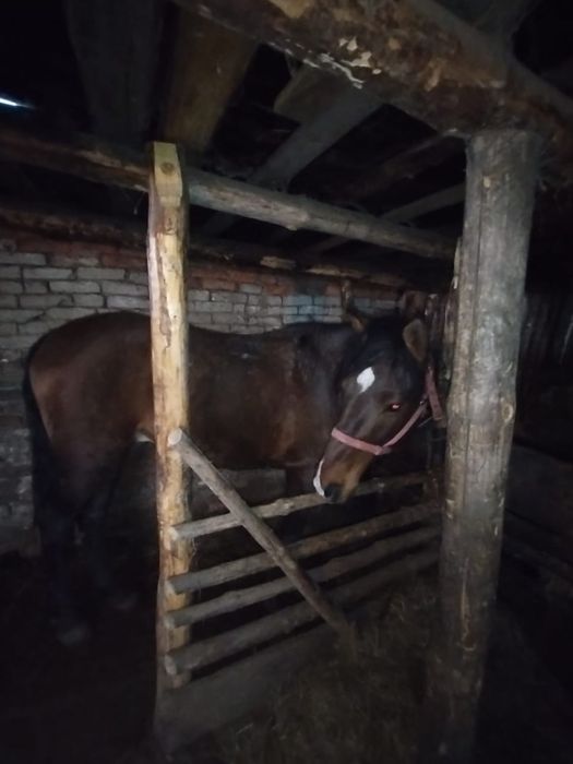 Продам верхового жеребца