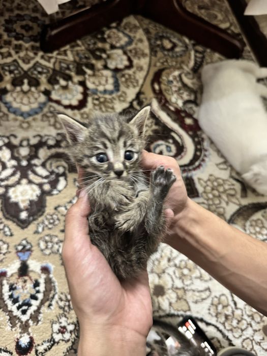 Отдам на хорошие руки