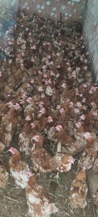 Vând loturi de 20+ găini - 20 lei - Producție sol