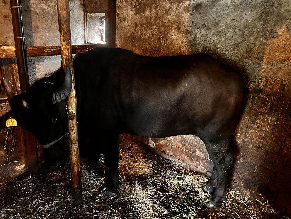 Vand junica de bivolita de 2 ani