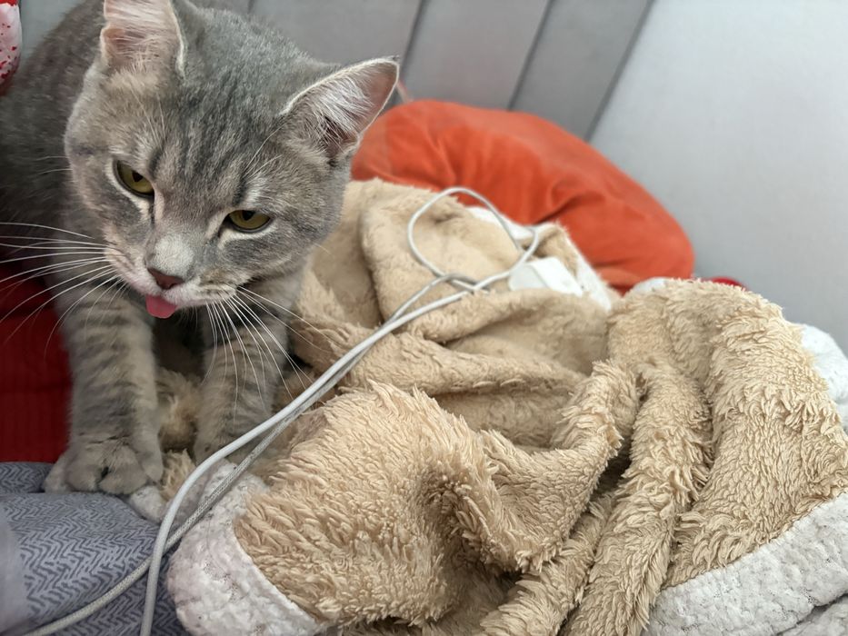 Ищу кота для связки