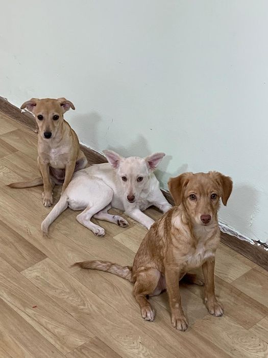 Щеночки звоночки