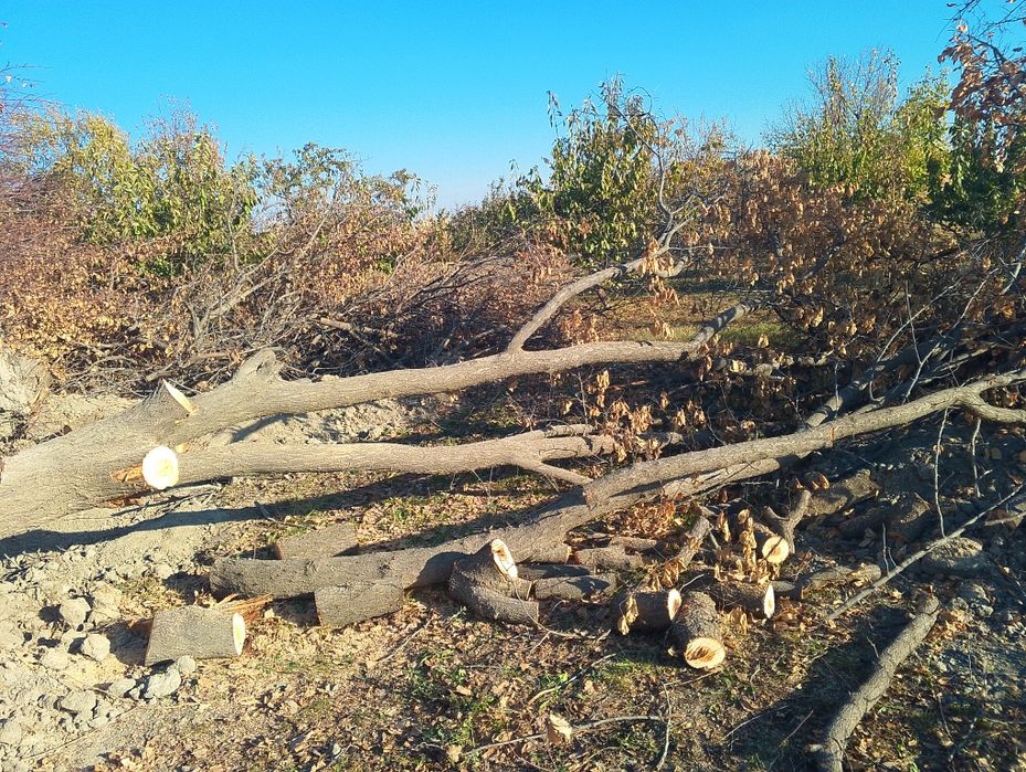 Vobkentda Zaldori daraxt sotiladi